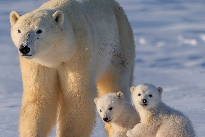 Arctic Wildlife Adventure Ranua Wildlife Park Trip