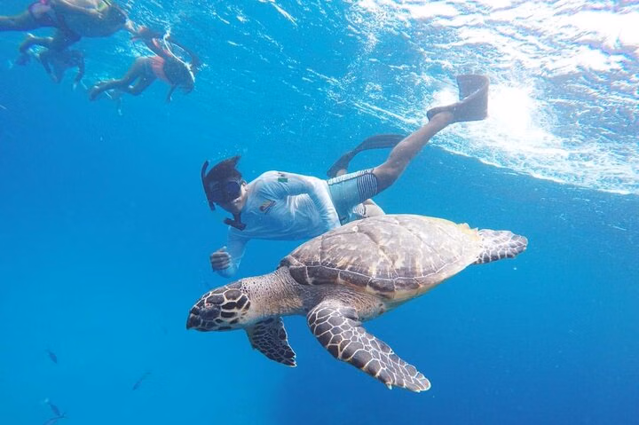 Cozumel Snorkeling Tour: Palancar, Columbia and El Cielo Reefs