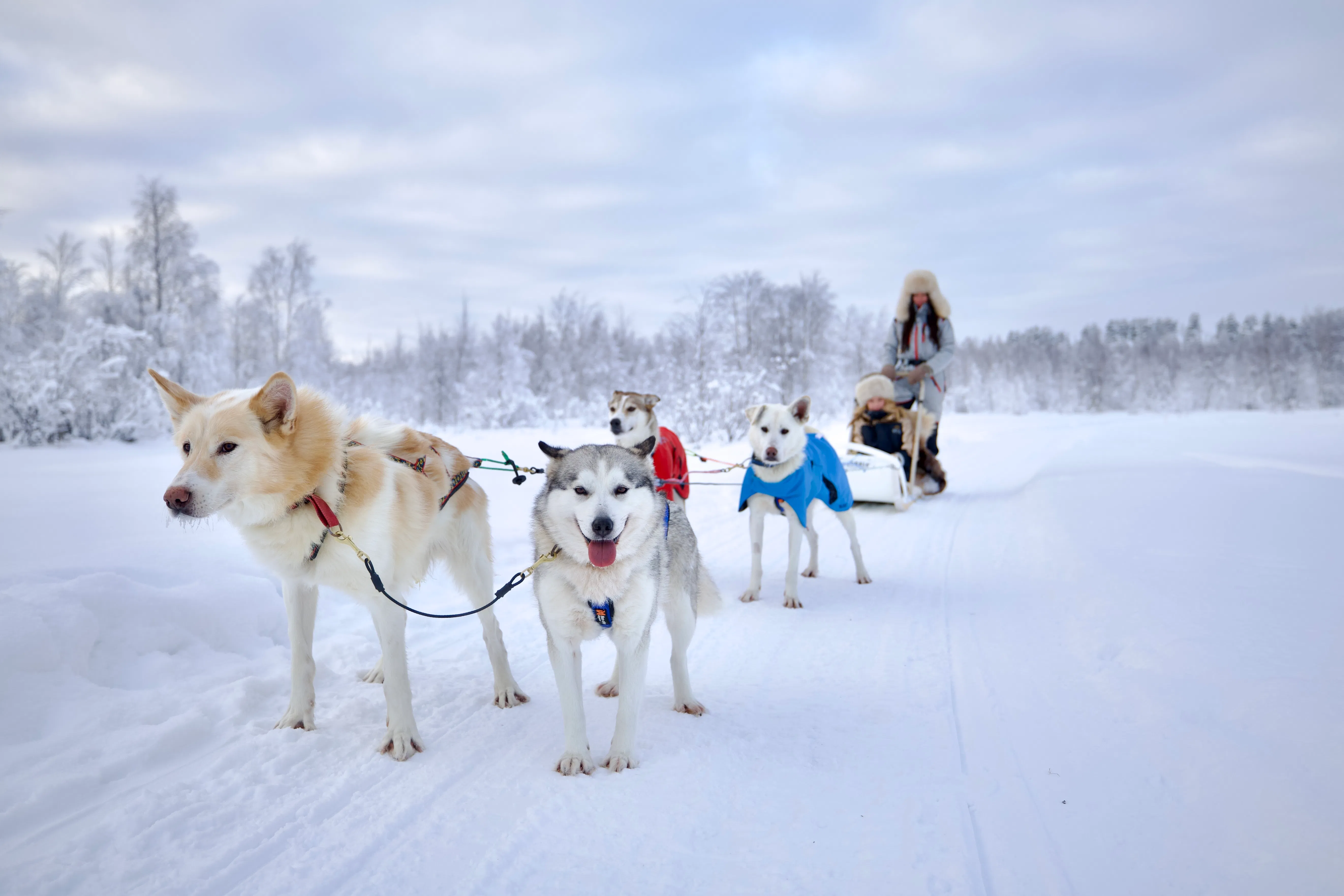 Lapland Wilderness Husky Safari 7,5 km