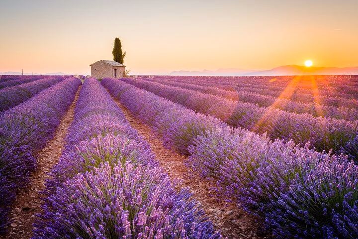 Lavender Fields and Verdon Gorge Private Tour from Nice