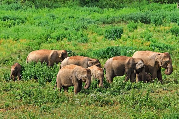 BT-All Inclusive Saranda Forest 4 Days Tour From Bhubaneswar