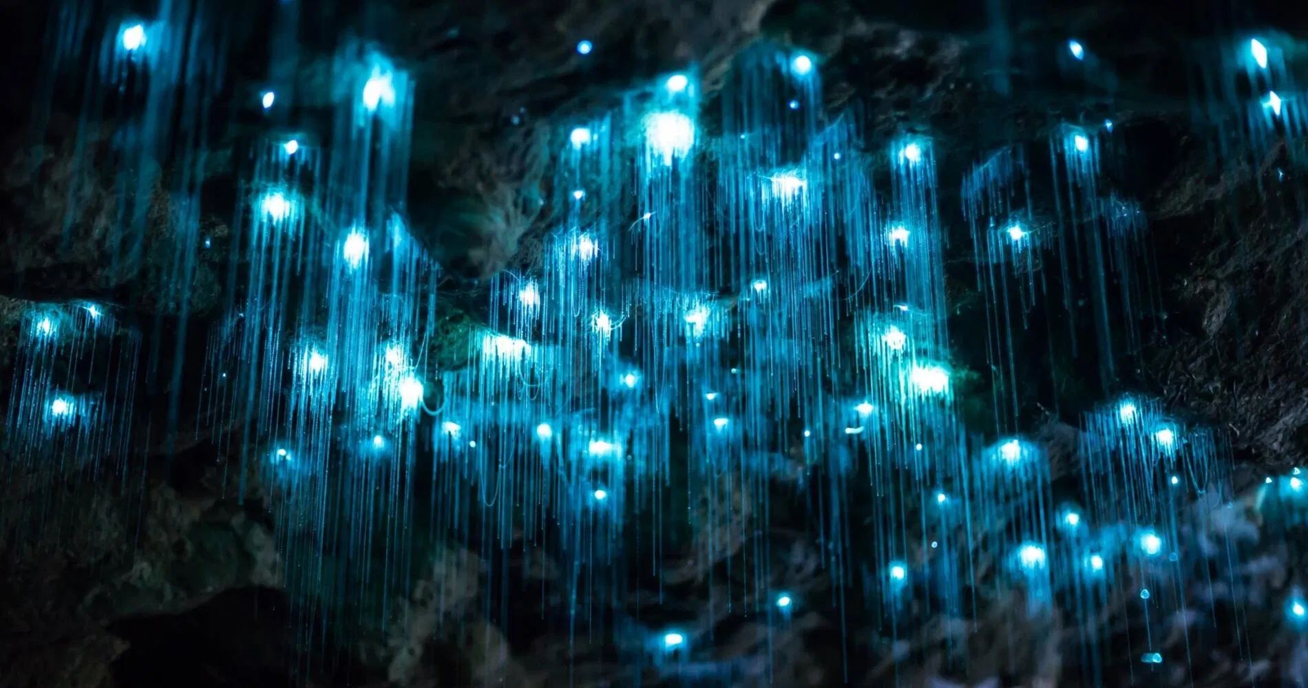 Bluespring & Unique Glowworm cave day tour from Auckland