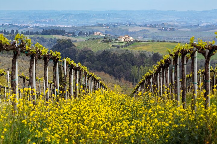 Discover the Charm of the Prosecco Hills from Venice