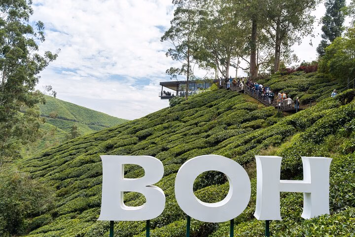 Cameron Highlands Tea Country Private Tour from Kuala Lumpur