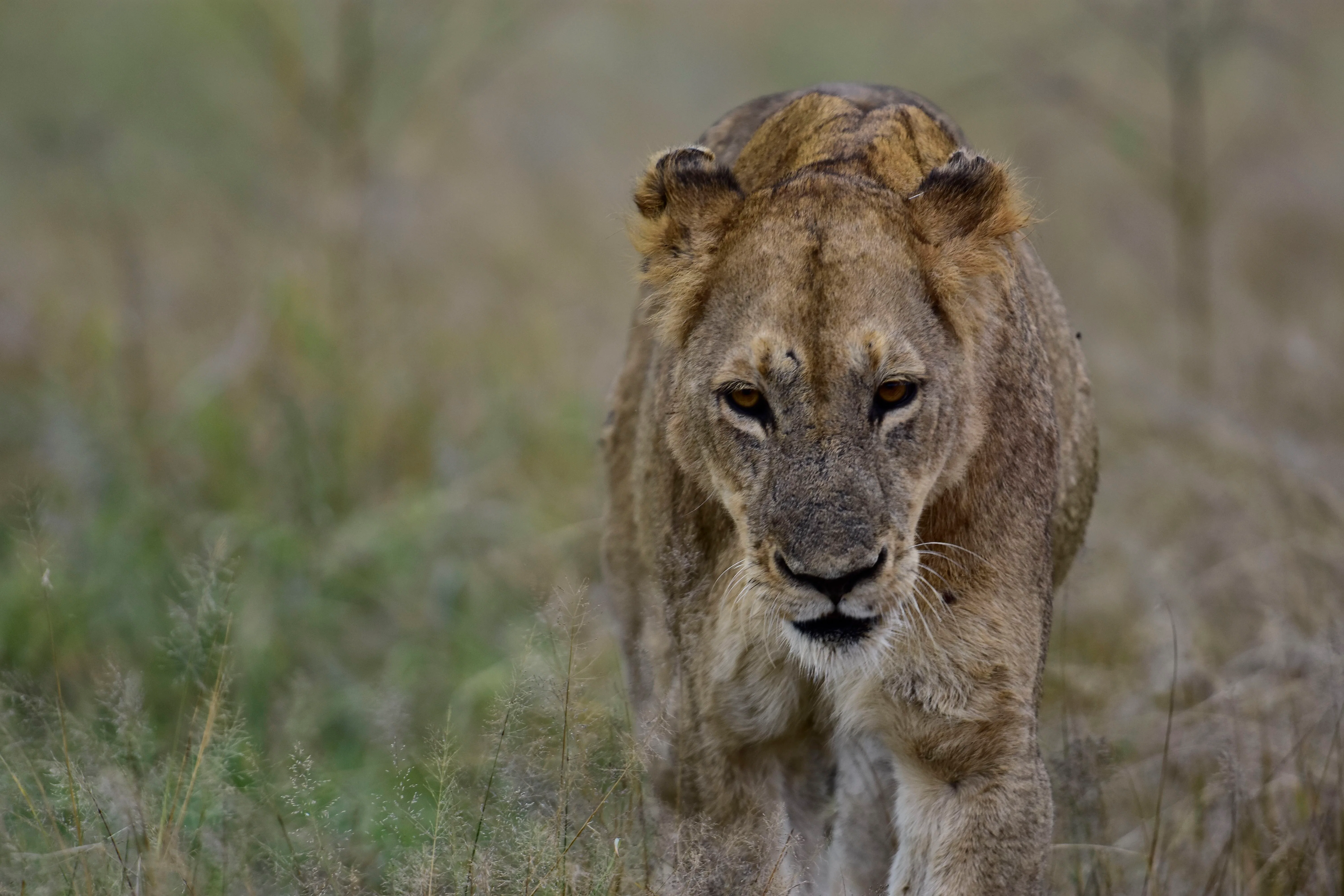 4 Day Kruger National Park Expedition