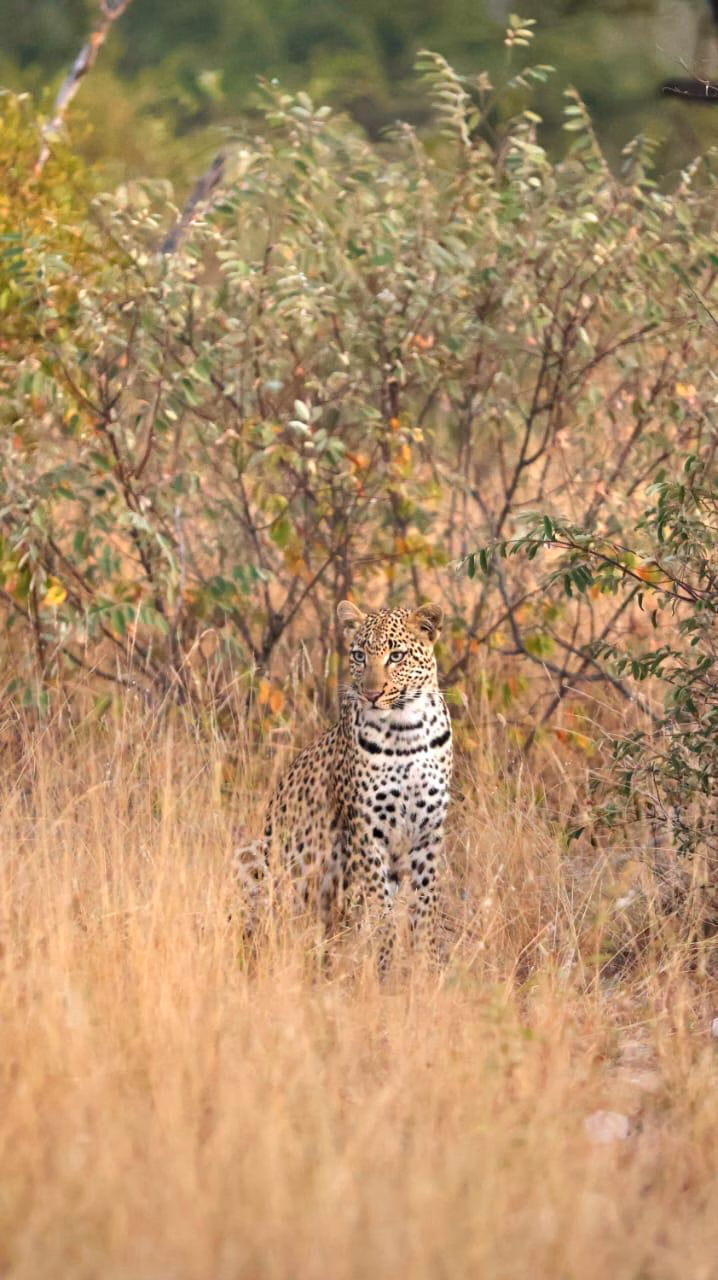 Kruger: Half Day Safari