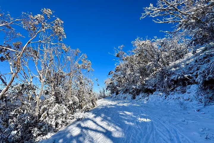 Melbourne: Ultimate Mt Baw Baw Snow Private Tour Experience.