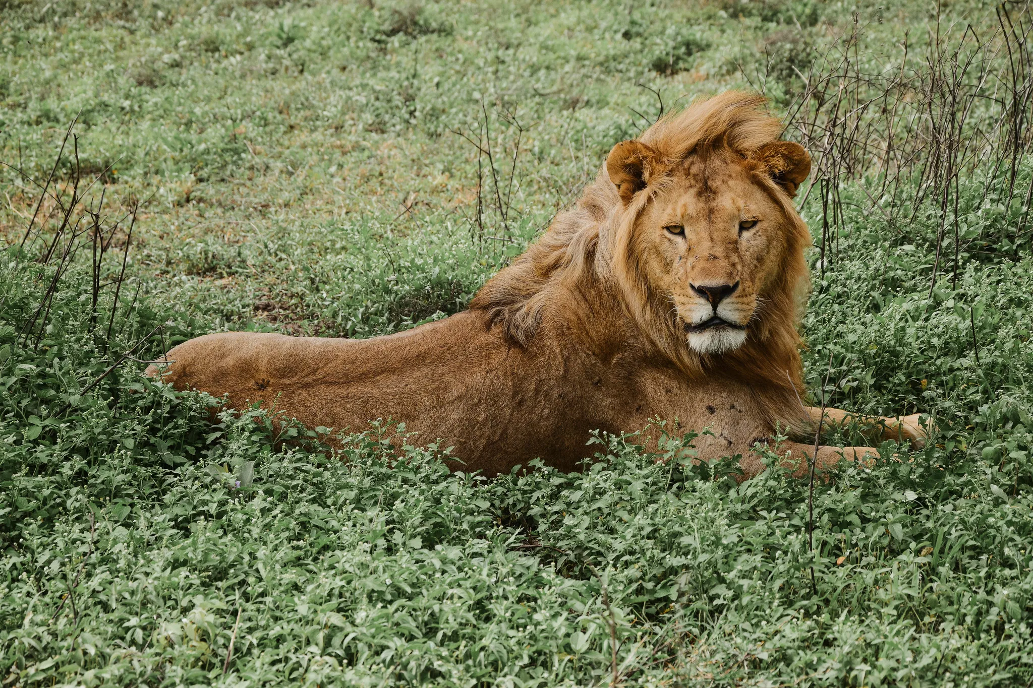 From Zanzibar: 3-Day Tarangire & Ngorongoro Crater Safari