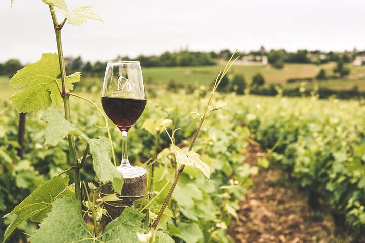 Kefalonian Robola Wine Harvest Experience