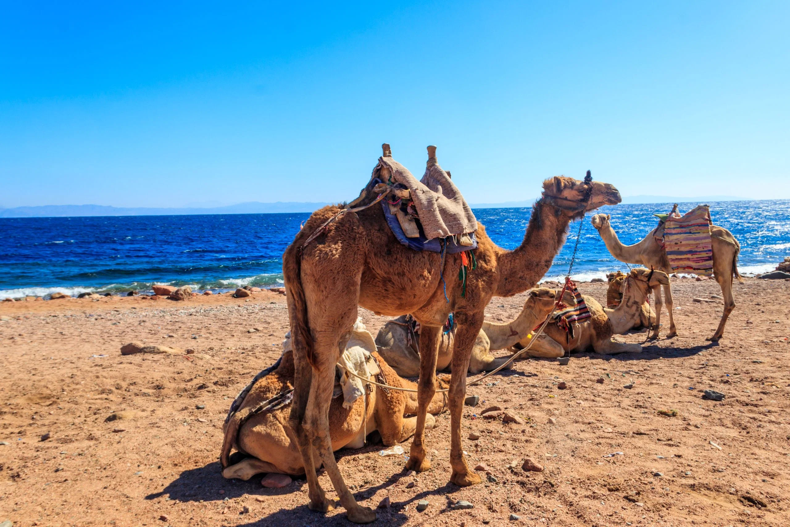 Hurghada Camel Riding Tour With Optional Dinner and Show