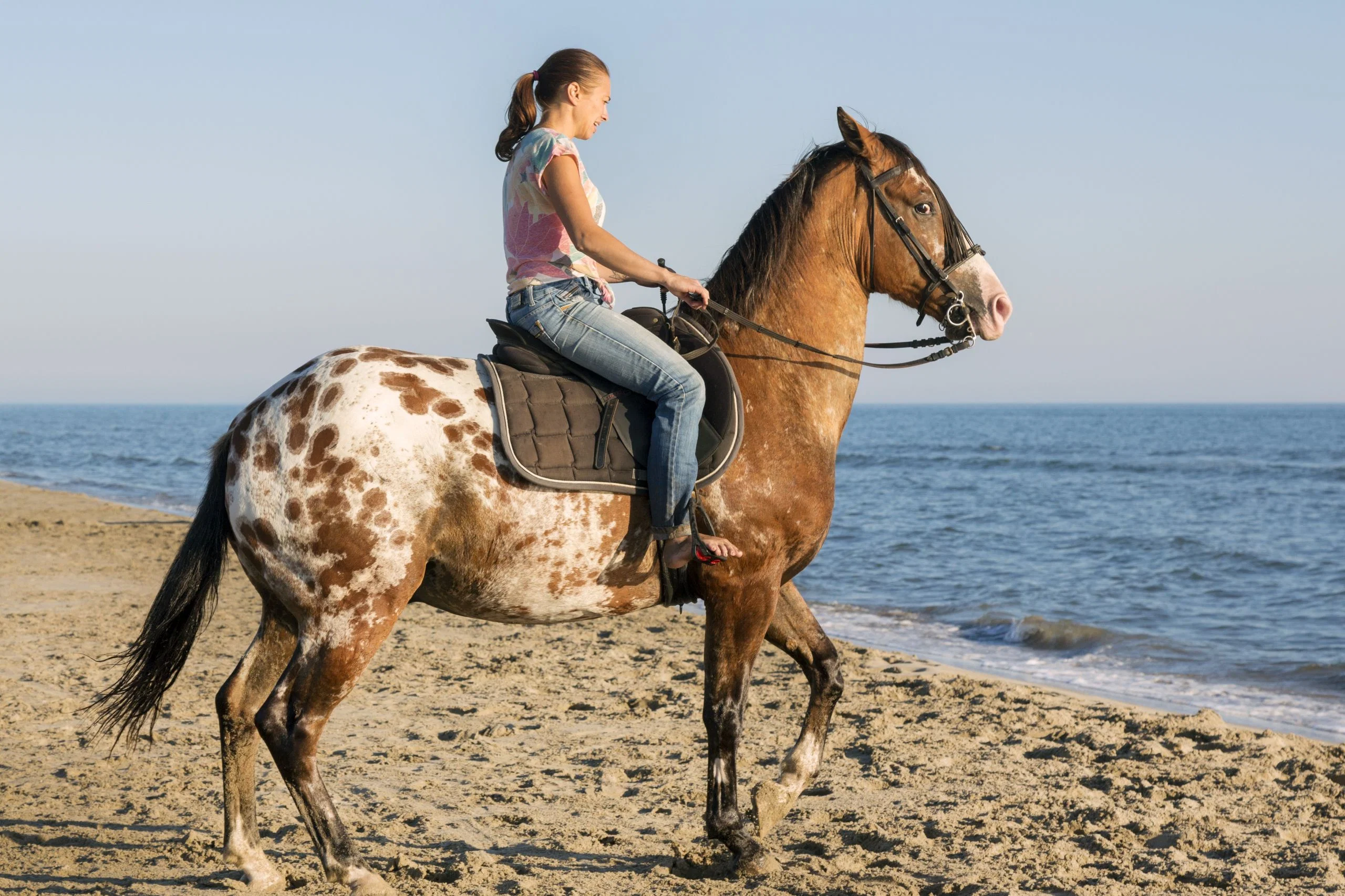 1-Hour Sea Horse Riding Sharm El Sheikh Desert Safari