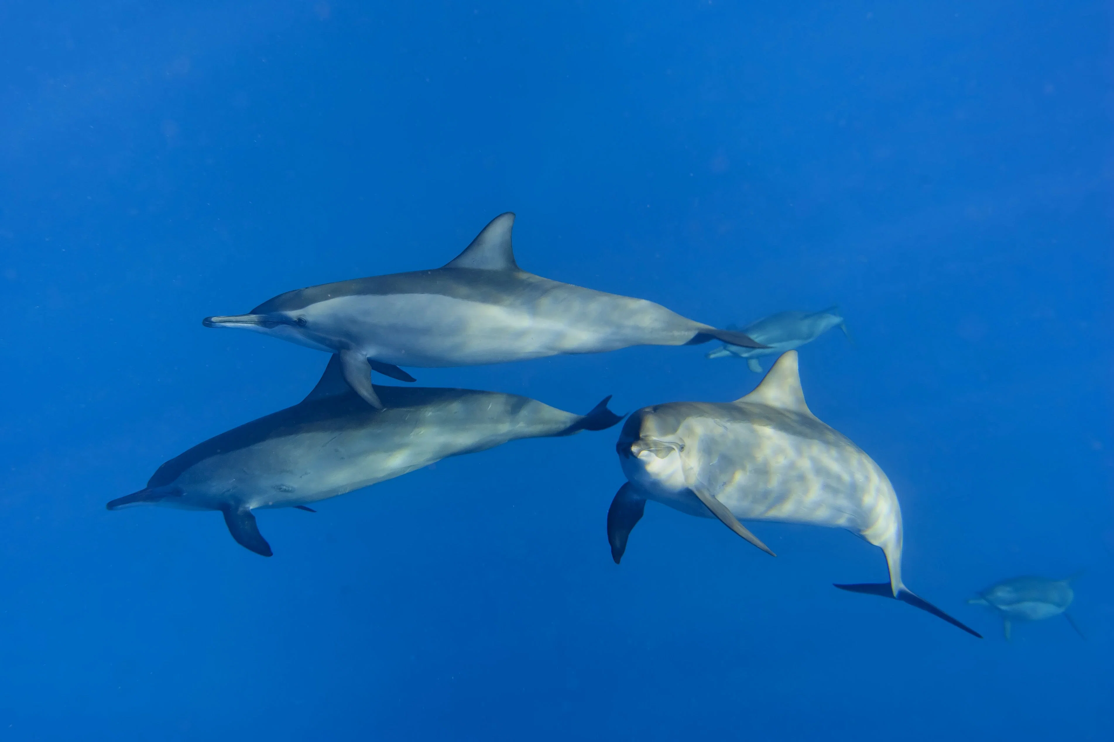Hurghada Boat trip and Snorkeling Hurghada Dolphin house