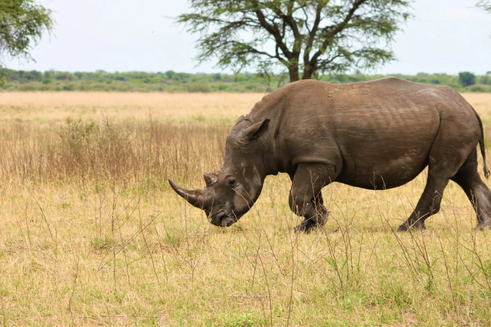Endless Horizon 5-day Safari