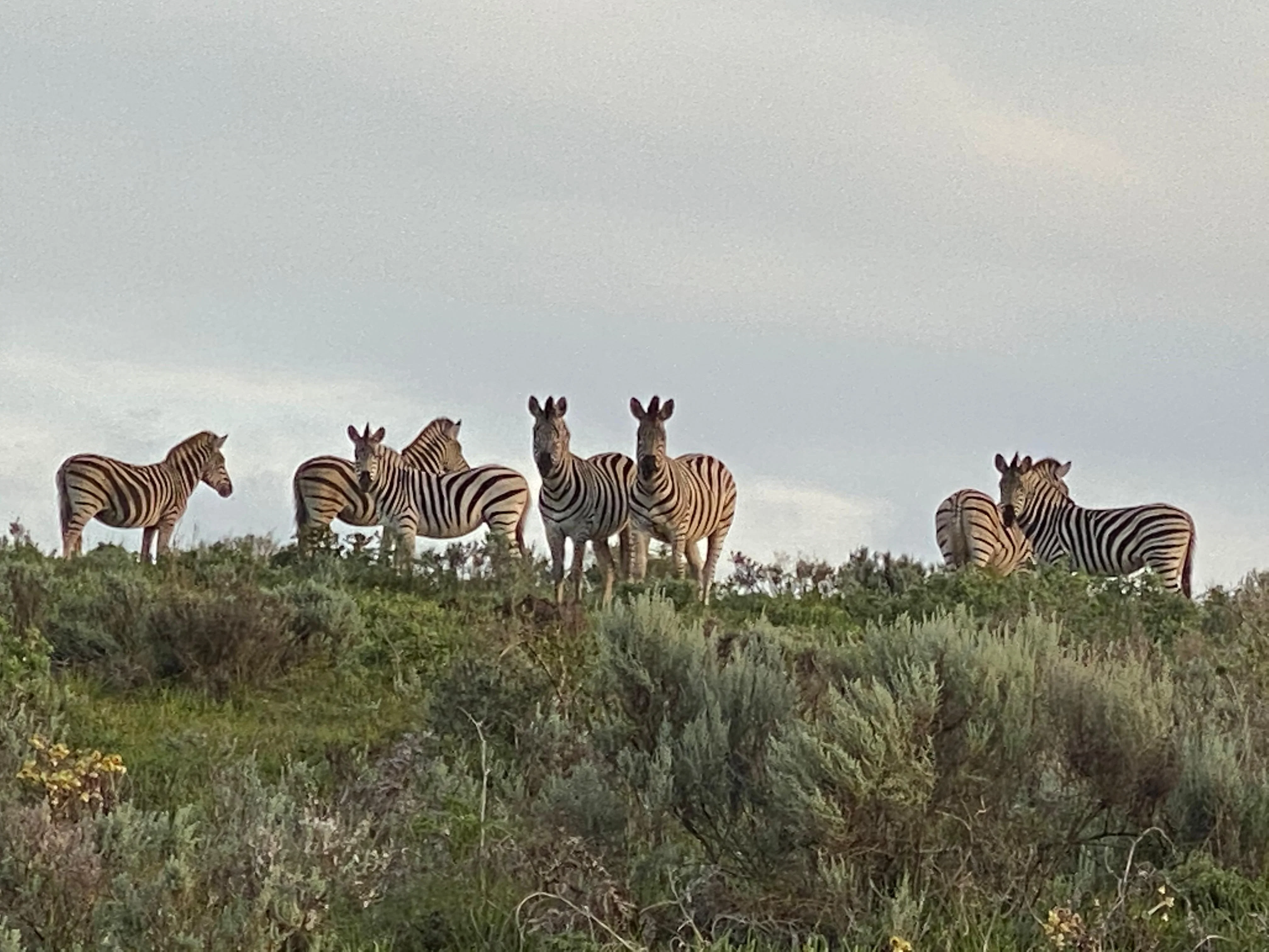 Guided Fynbos Hike