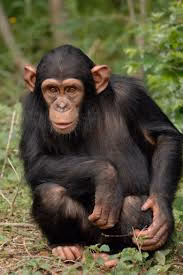 Chimp Eden Tours