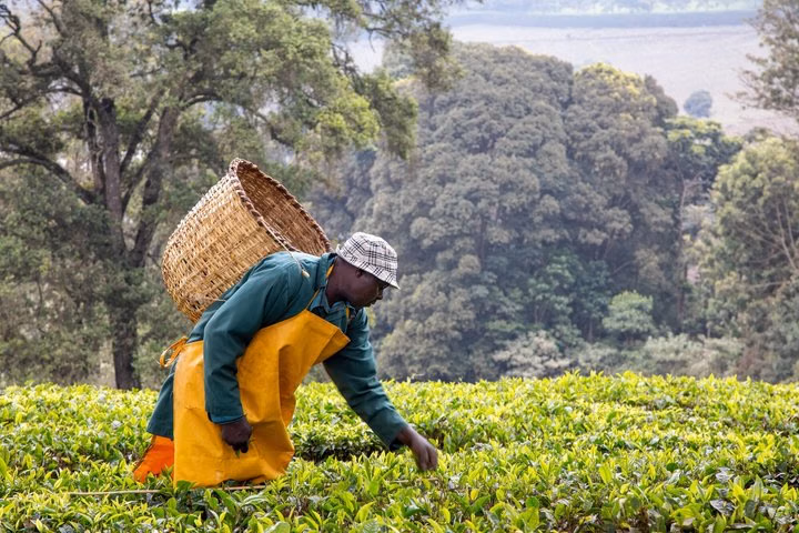 Nairobi Private Tea Tour Kiambethu Farm Plantation Walk