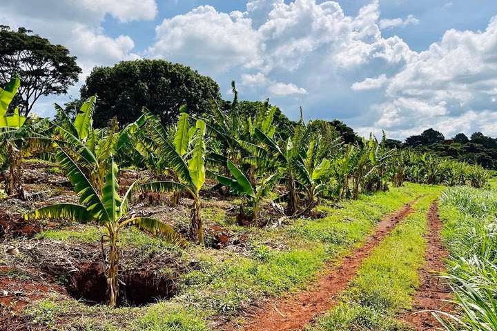 Bean to Cup Farm Experience Nairobi Private Coffee Tour