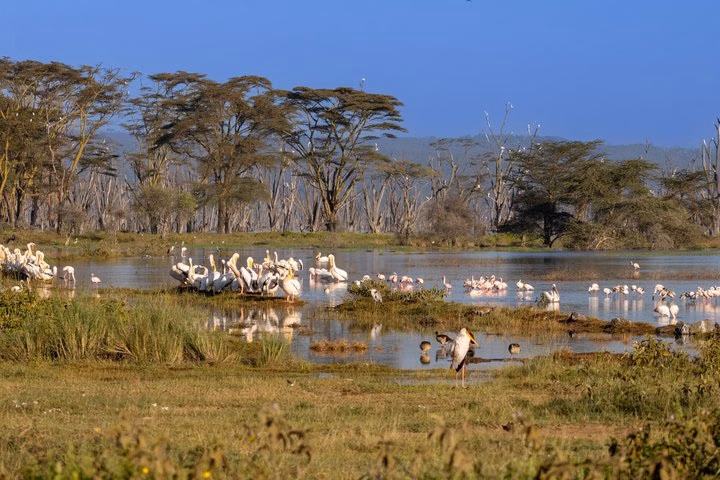 Nairobi Private Safari Tour Lake Nakuru Rhinos and Flamingos