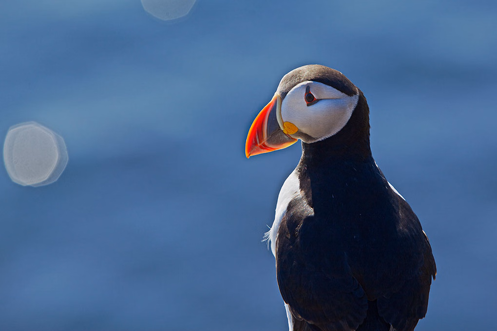 Golden Circle & Puffin Tour
