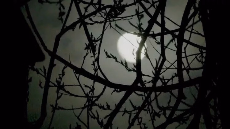 GT-IT Edinburgh: 2-Hour Nighttime Ghost Tour - Italian Tour Guide