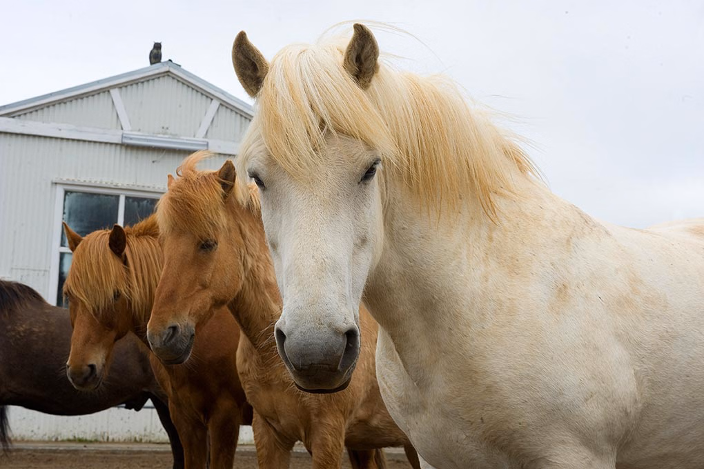 Golden Circle & Horse Riding