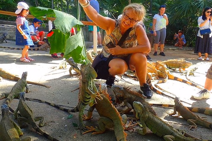 2 Snorkel Stops: Shipwreck, Blue Channel Starfish, Iguana Farm & City Tour
