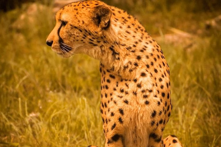 Aberdares/ Lake Nakuru/ Masai Mara 5 Days Lodge Safari