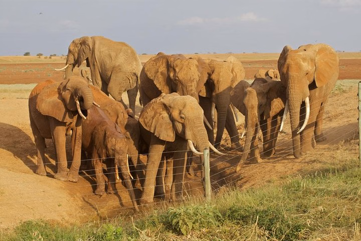 Amboseli/ Tsavo West/ Tsavo East 5 Days Safari