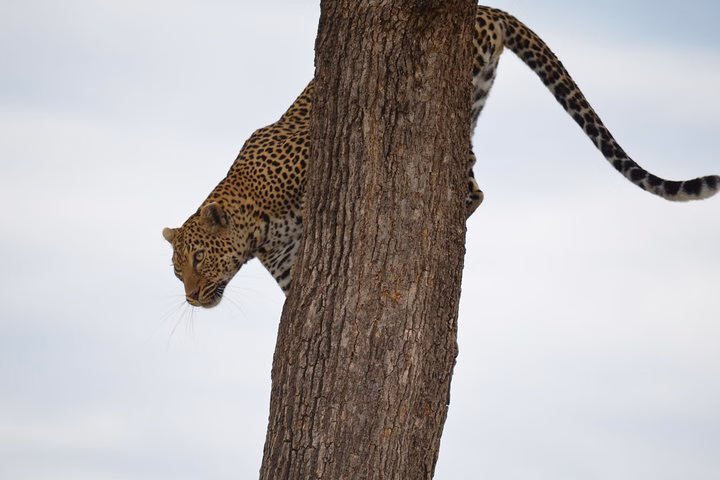 Lake Nakuru/ Lake Naivasha/ Maasai Mara 5 Days Lodge Safari