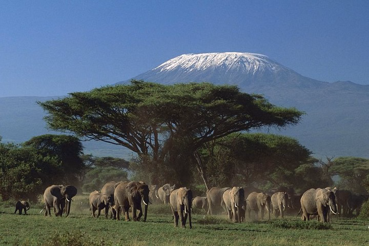 Amboseli Tented Camp 3 Days Safari