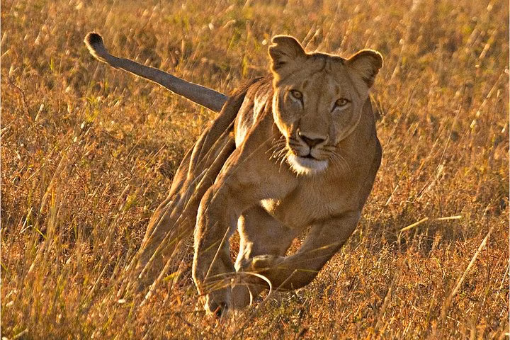 Masai Mara 3 Days Luxury Tented Safari