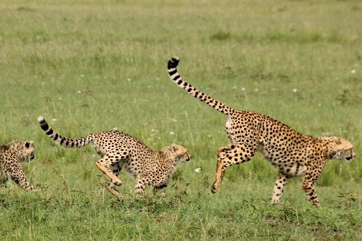 Maasai Mara Under Canvas 3 Days Safari