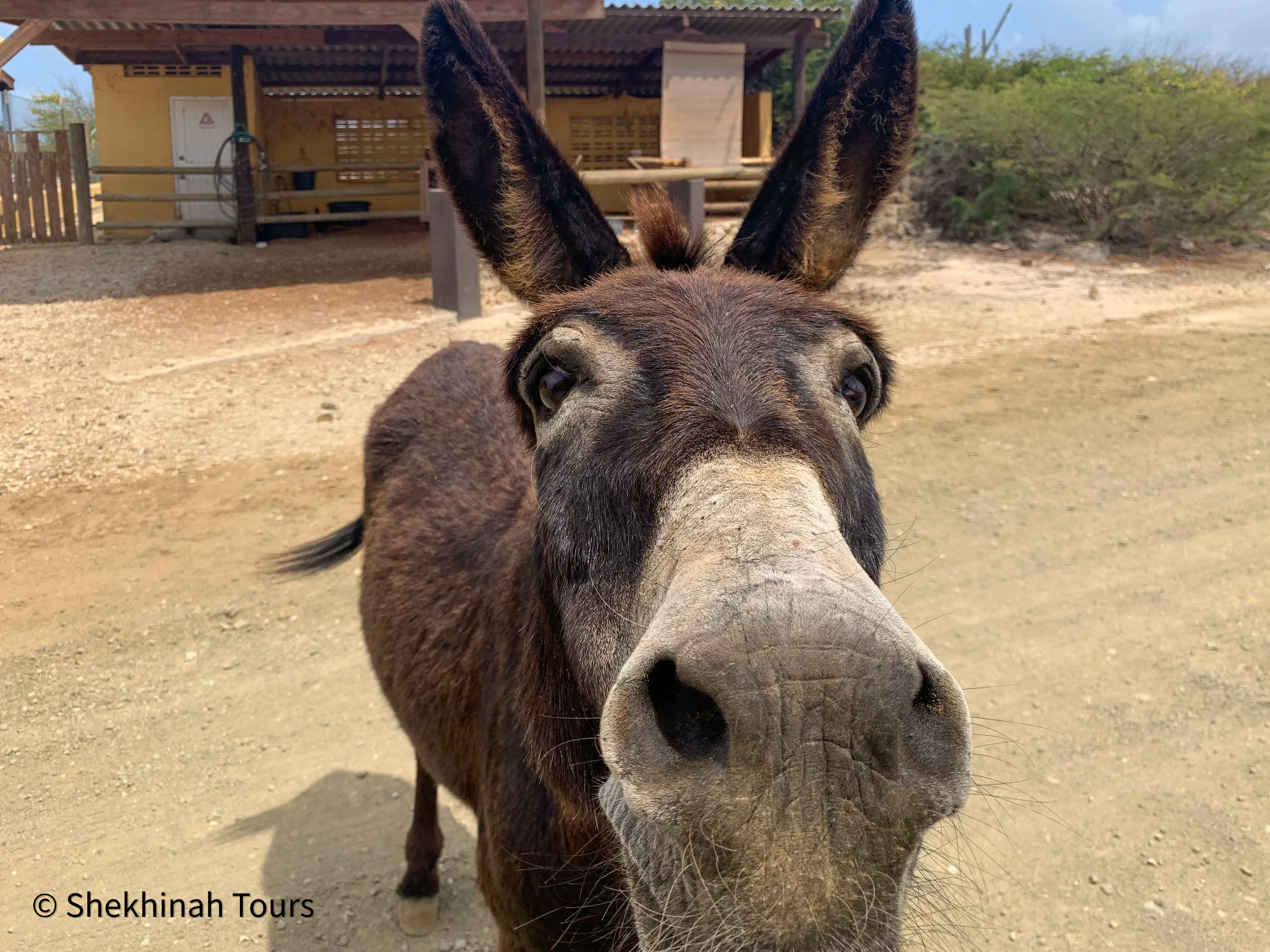 Donkey Sanctuary Tour with Local Guide