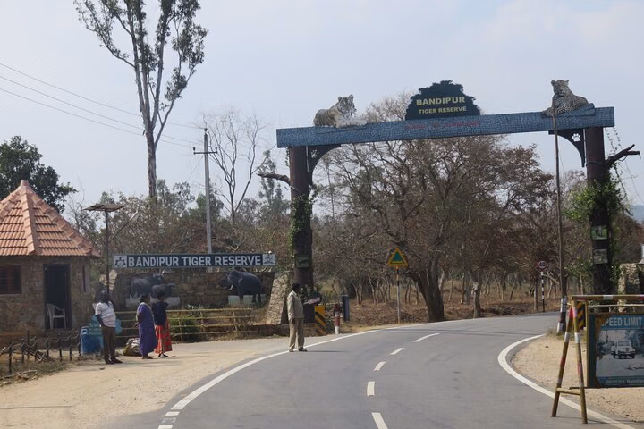 Day Trip to Bandipur National Park (Guided Sightseeing Tour by Car from Mysore)