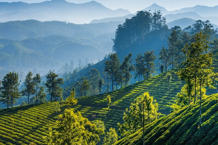 Day Trip to Munnar (Guided Sightseeing Tour by Car from Madurai)