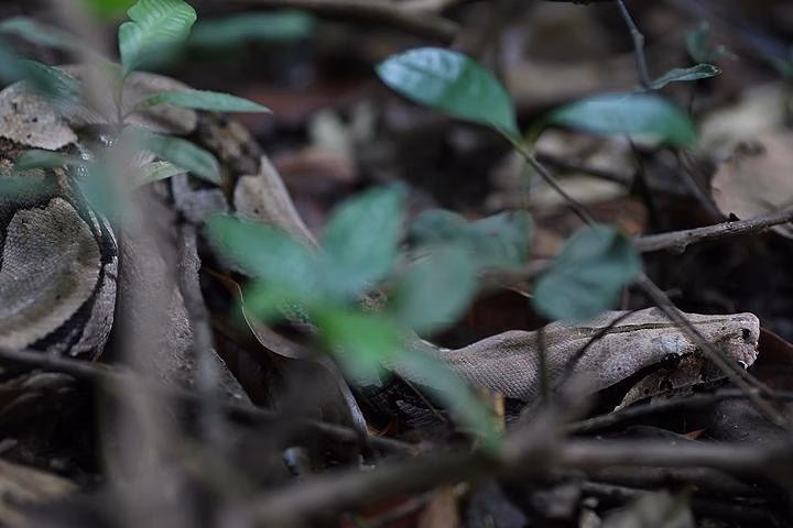 6 Days Amazon Jungle Adventure Tour