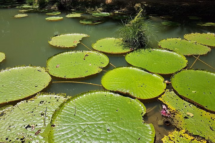 Amazon Natural Museums Combo (INPA and MUSA)