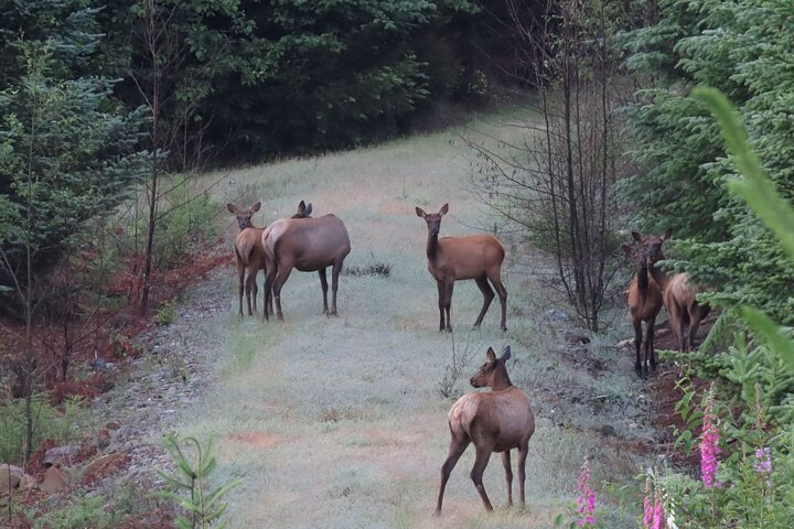 From seattle - Mt Rainier National Park Tour in SUV
