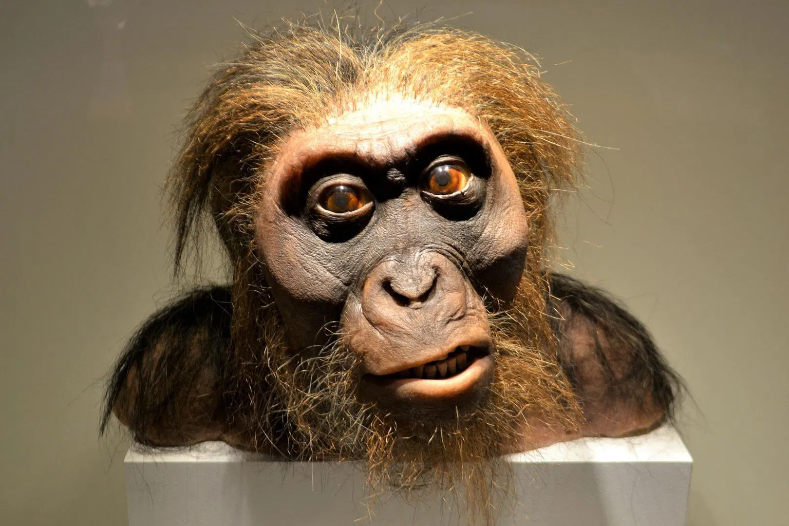 Houston Museum of Natural Science In-app Audio Tour with Ticket