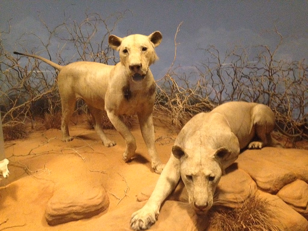 Field Museum of Natural History Self-Guided Audio Tour (without Tickets)