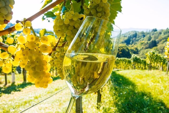 Nice to Antibes St Paul de Vence Private Wine Tour
