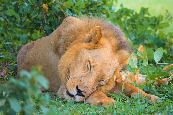 From Zanzibar: Selous Game Reserve Day Safari with Flights {mus}