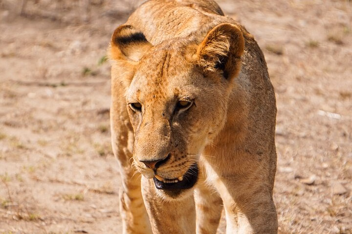 From Zanzibar: Mikumi Safari Day Trip with Flights and Meal{Mus}