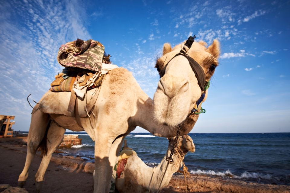 From Sharm El Sheikh: Dahab Day Trip - Blue Hole Snorkeling & Colored Canyon