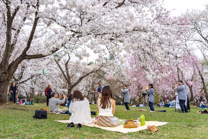 Kanazawa Cherry Blossom Tour: Private & Personalized with a Guide