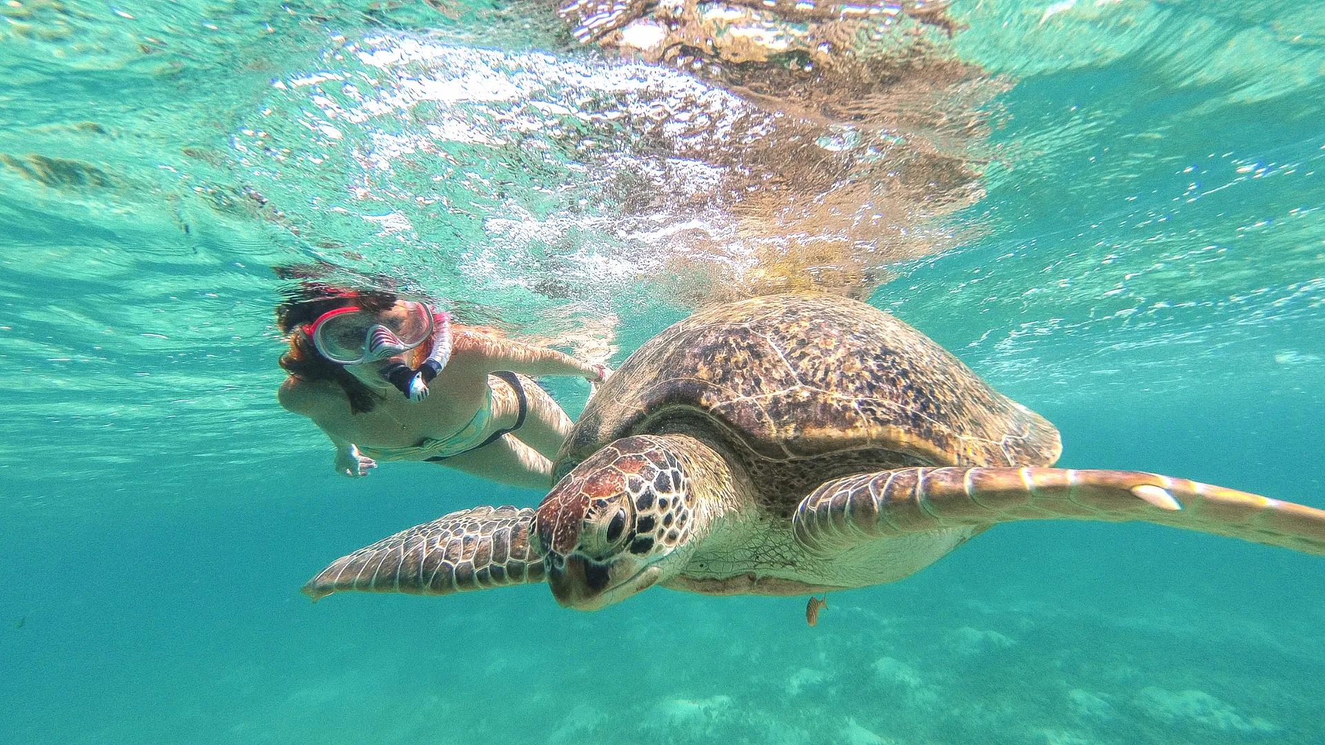 From Riviera: Turtle Encounter & Reef Snorkel in Akumal