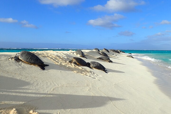 Enchanting Small Group Circle Island Tour Across Oahu Paradise