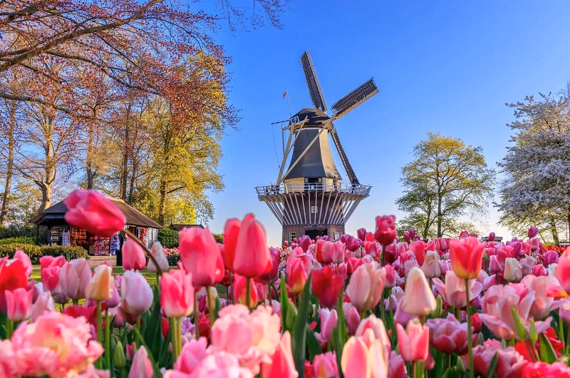 Keukenhof Gardens and Zaanse Schans Windmills Guided Day Tour