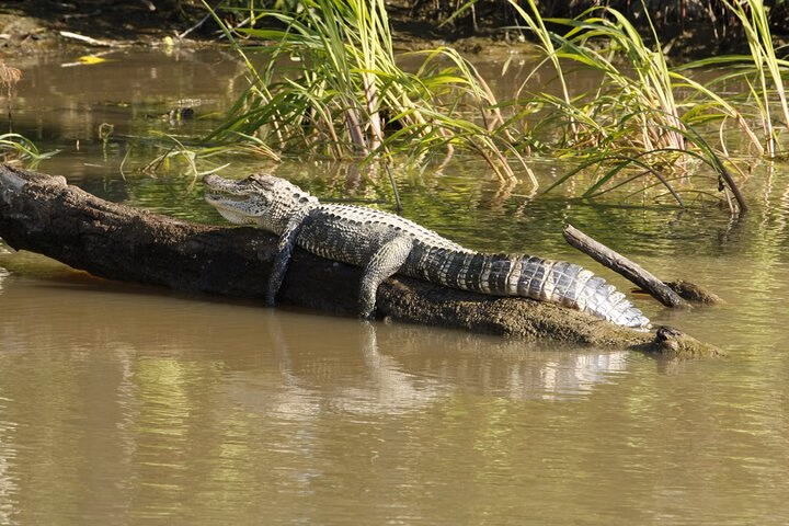 Everglades National Park with Hotel Pick up in Miami