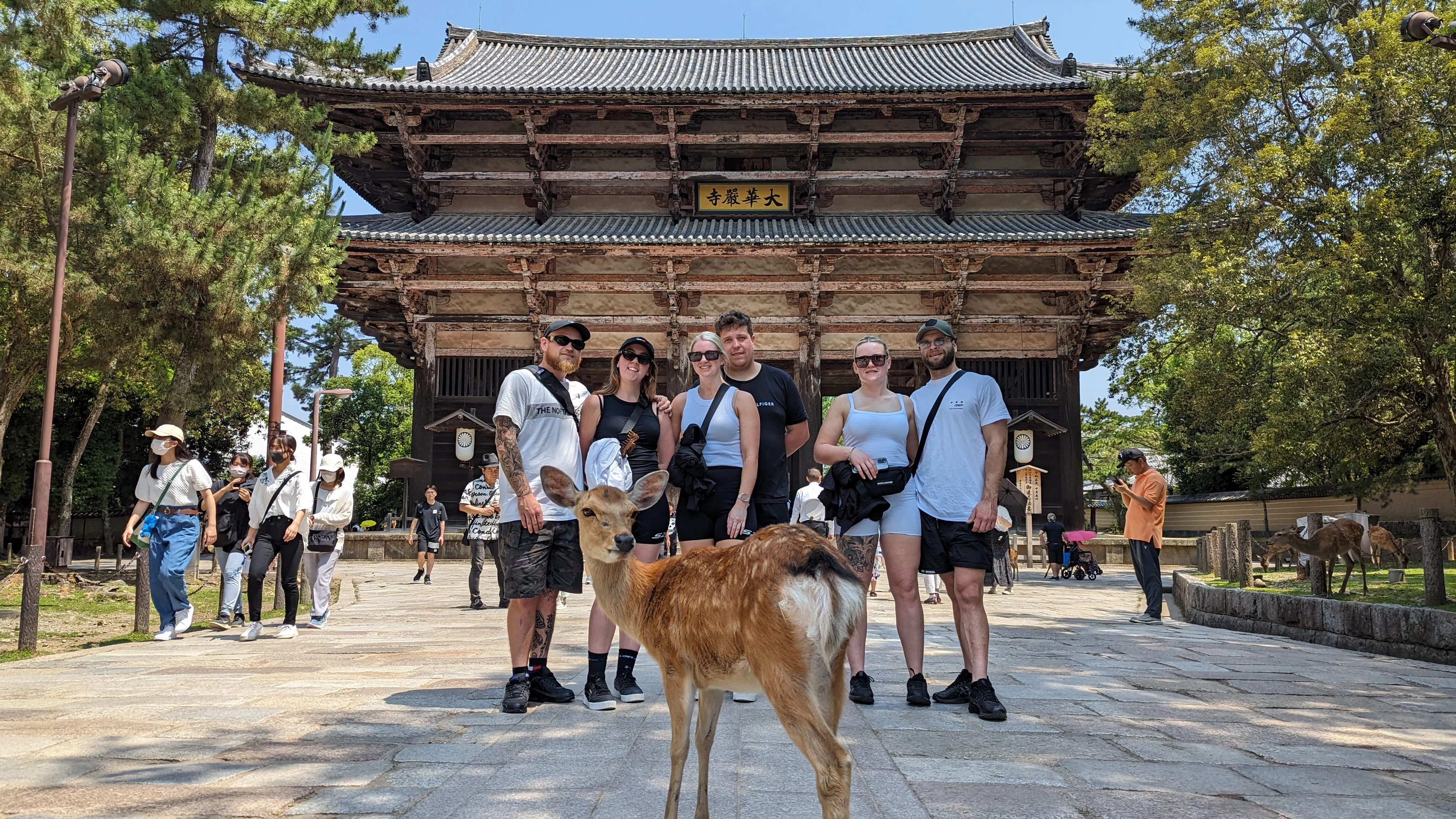 Full-day Nara: Deer, Temple, Shrine, activities & Tea Ceremony